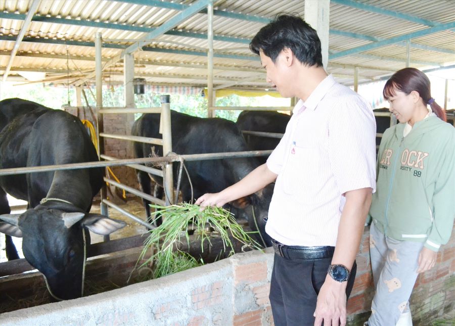 Cán bộ Phòng Giao dịch Ngân hàng CSXH huyện Thăng Bình khảo sát mô hình nuôi bò 3B của bà Bùi Thị Thiện (thôn Tú Trà, xã Bình Chánh). Ảnh: Q.VIỆT