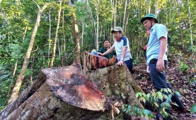 Hiện trường vụ phá rừng tại Đông Giang vào đầu năm 2023. Ảnh: Đ.N