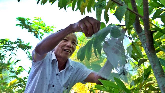 Ông Võ Tấn Thanh đang trồng cây ăn trái theo đúng mật độ quy định để có thể nhận hỗ trợ từ Nghị quyết 35. Ảnh: Đ.B