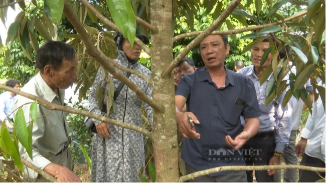 Ông Phạm Hữu Thành - Cán bộ Trung tâm Dịch vụ nông nghiệp huyện Nghĩa Hành, tỉnh Quảng Ngãi hướng dẫn bà con nông dân huyện Tiên Phước cách trồng sầu riêng và chăm sóc cây sầu riêng. Sầu riêng được nhiều nơi ví là cây tiền tỷ bởi giá trị kinh tế cao...Ảnh